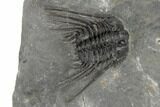 Spiny Leonaspis Trilobite - Morocco #191874-2